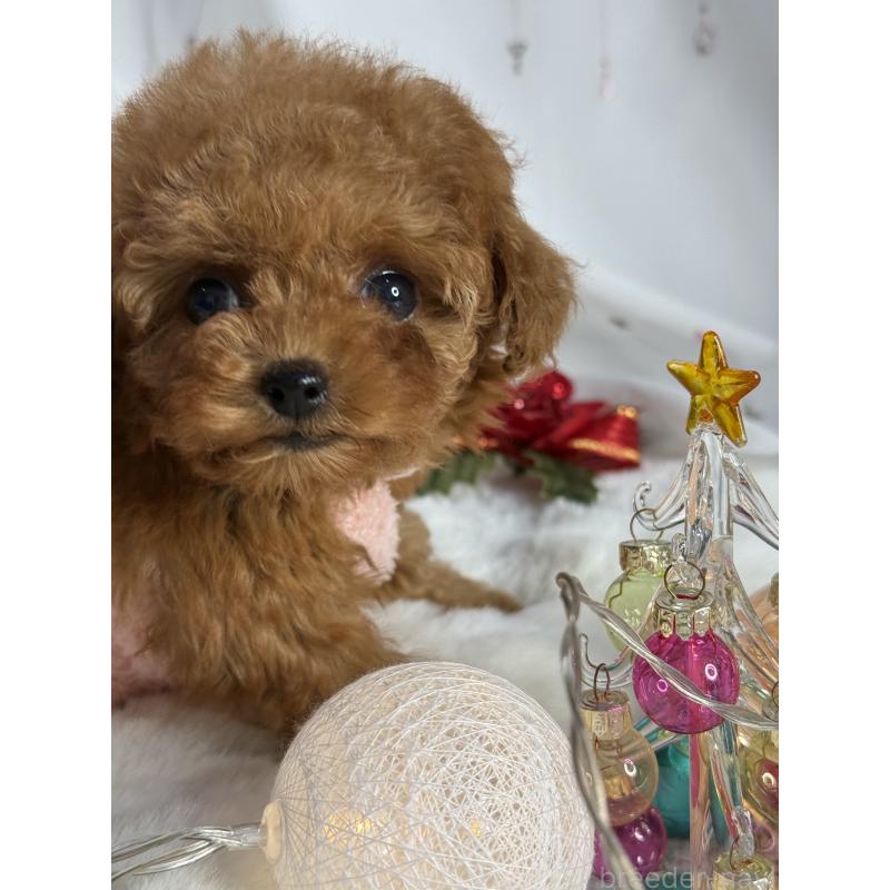 成約済の大阪府のティーカッププードル-429729の7枚目