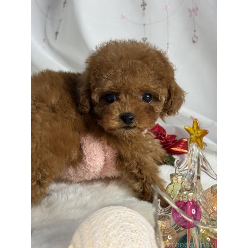 成約済の大阪府のティーカッププードル-429729の6枚目