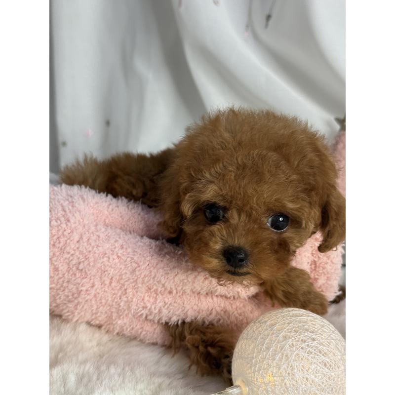 成約済の大阪府のティーカッププードル-429729の5枚目