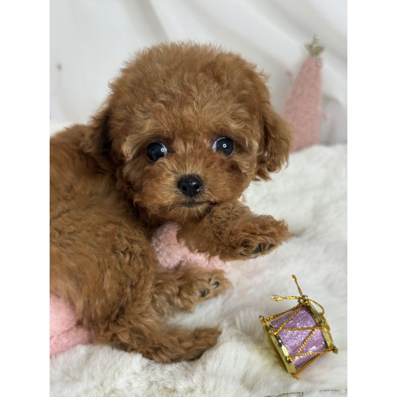 成約済の大阪府のティーカッププードル-429729の3枚目