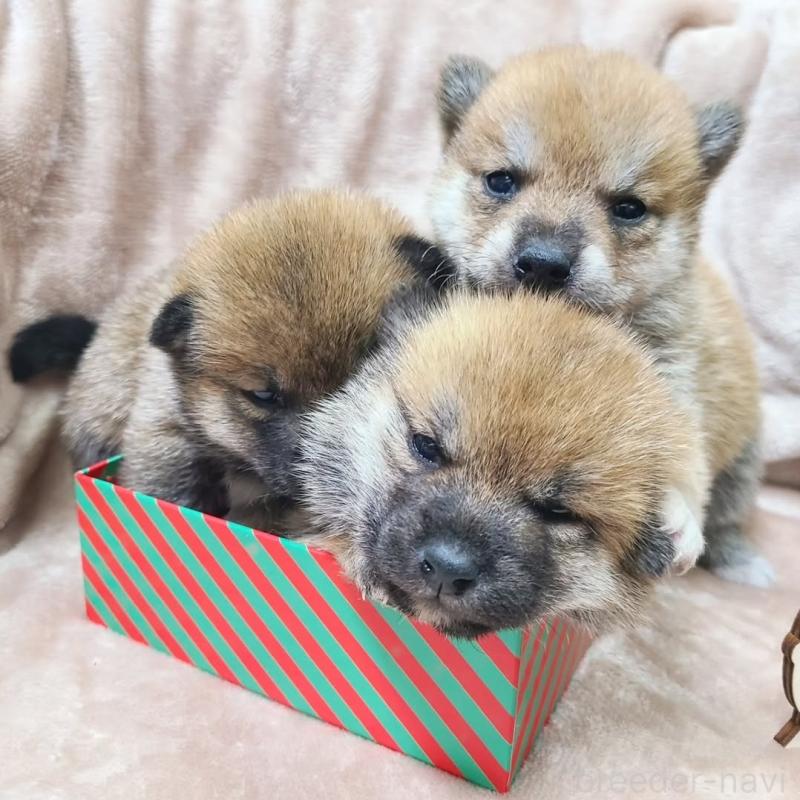 販売中の神奈川県の柴犬-432458の2枚目