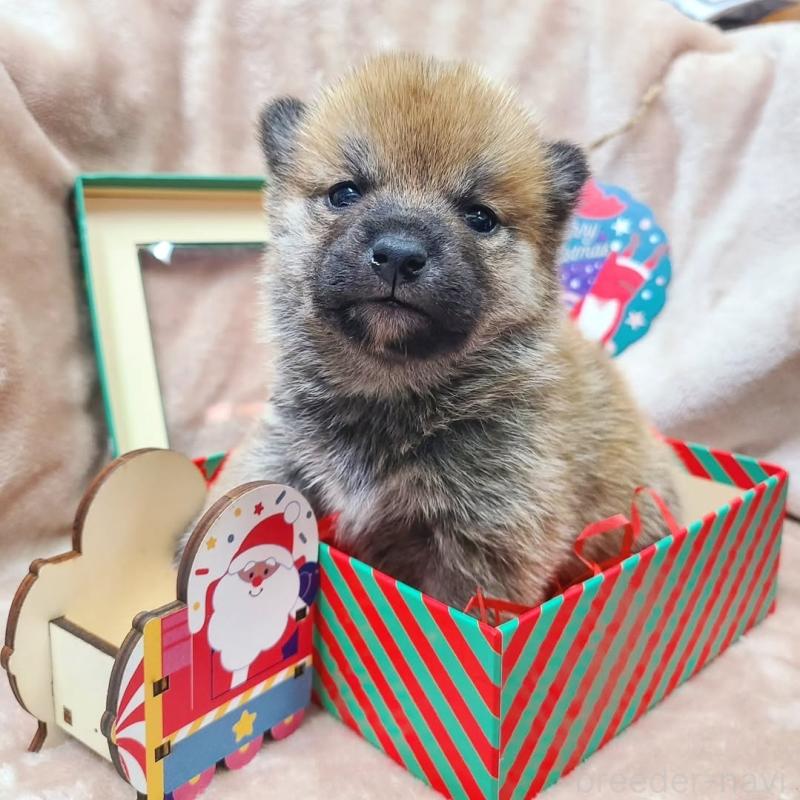 販売中の神奈川県の柴犬-432458の1枚目