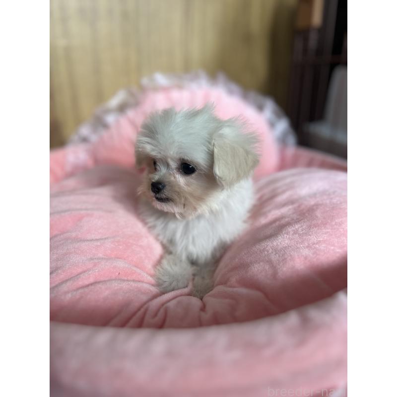 商談中の埼玉県のチワプー:チワワ×トイプードル-429214の5枚目