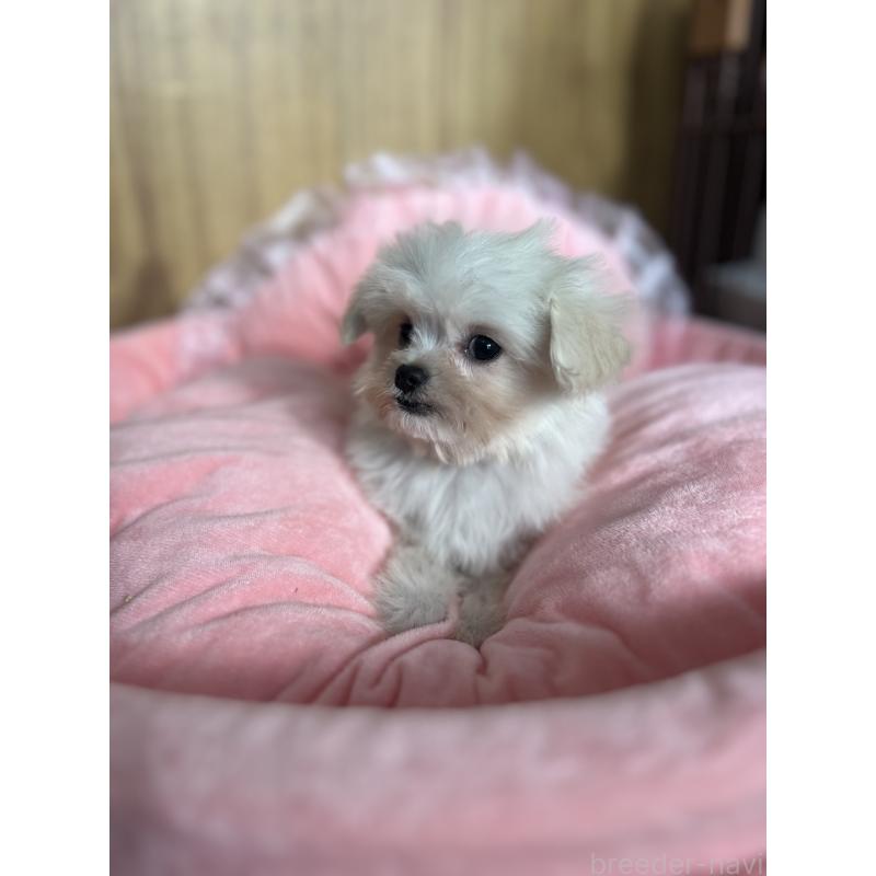 商談中の埼玉県のチワプー:チワワ×トイプードル-429214の4枚目