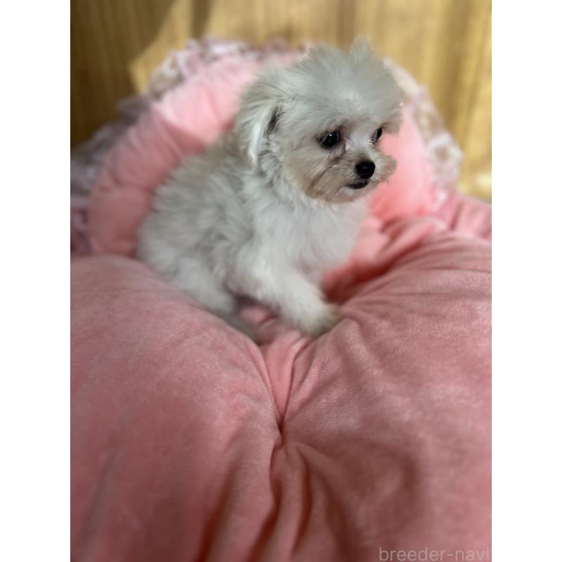 商談中の埼玉県のチワプー:チワワ×トイプードル-429214の3枚目