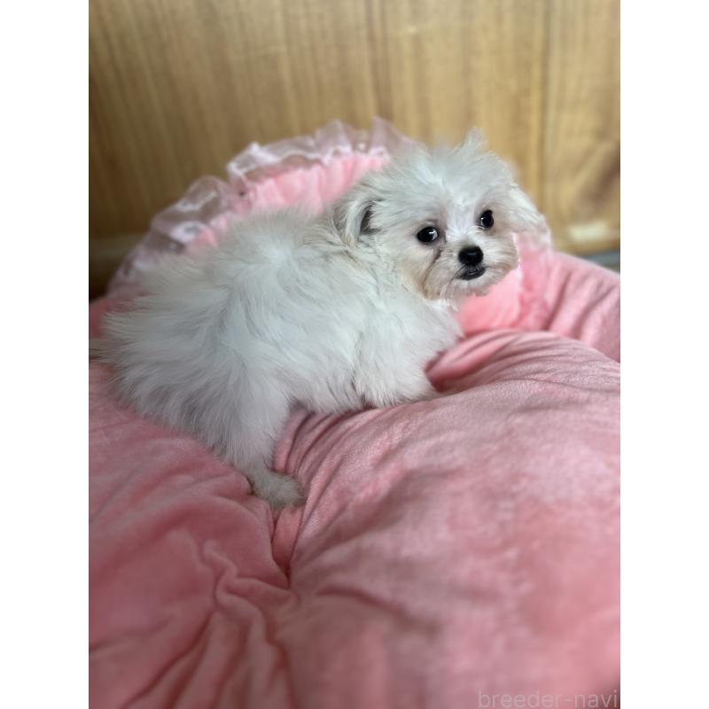 商談中の埼玉県のチワプー:チワワ×トイプードル-429214の2枚目