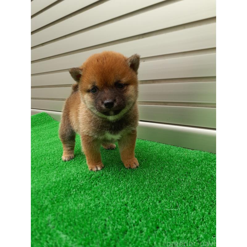 商談中の熊本県の豆柴-432083の7枚目