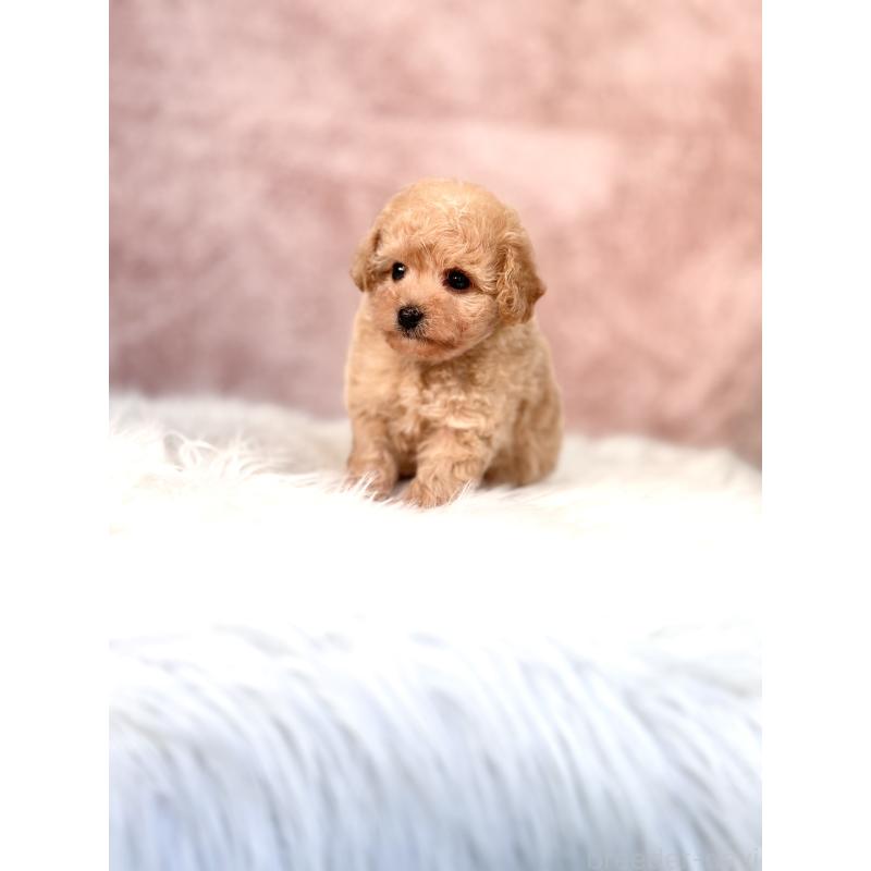 成約済の茨城県のミックス犬-430988の2枚目