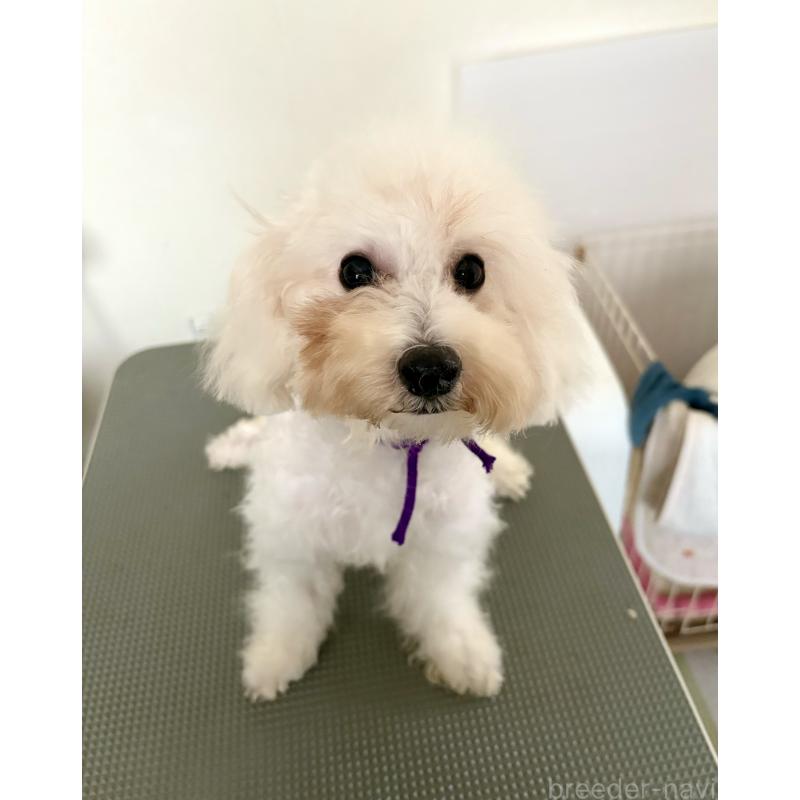 販売中の東京都のミックス犬-398962