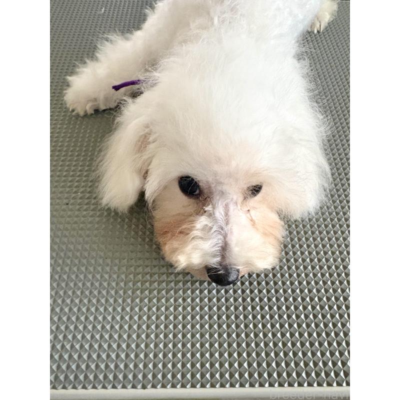 成約済の東京都のミックス犬-398962の5枚目