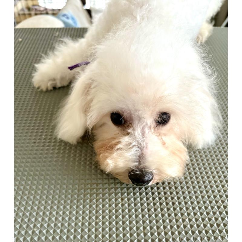 成約済の東京都のミックス犬-398962の3枚目