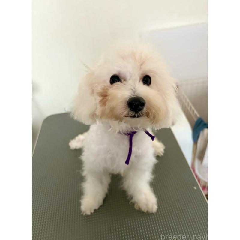 販売中の静岡県のビションプー:ビションフリーゼ×トイプードル-410093