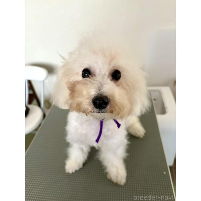 商談中の静岡県のビションプー:ビションフリーゼ×トイプードル-410093の2枚目