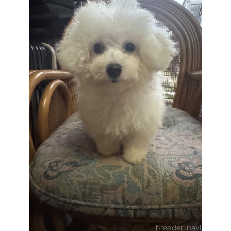 販売中の福井県のビションフリーゼ-426145