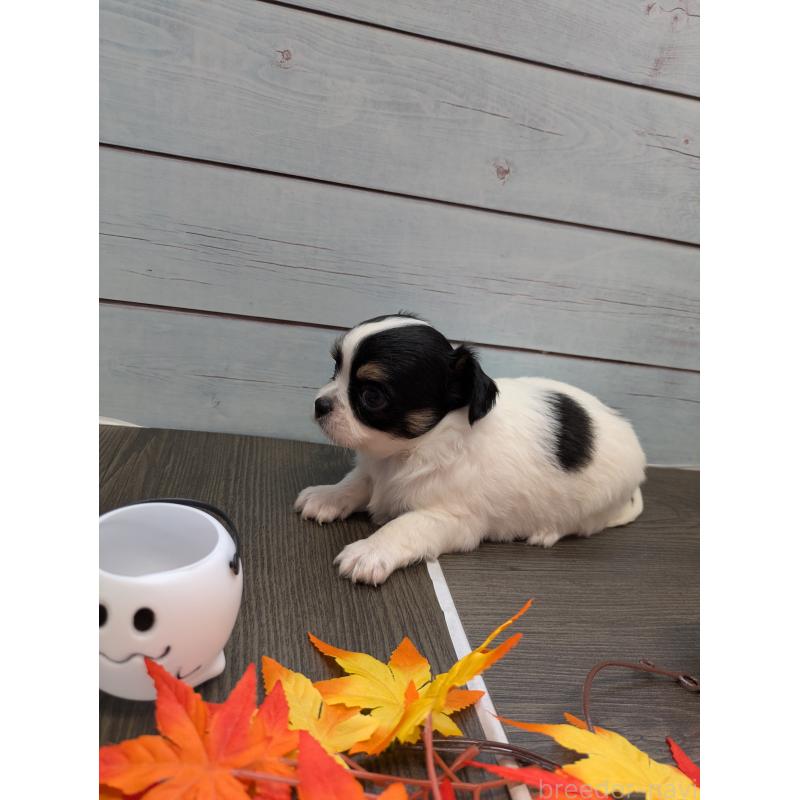 販売中の茨城県のチワワ(ロングコート)-422039の3枚目