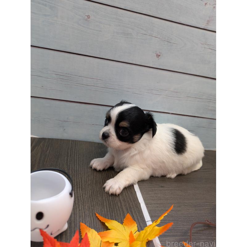 販売中の茨城県のチワワ(ロングコート)-422039の2枚目