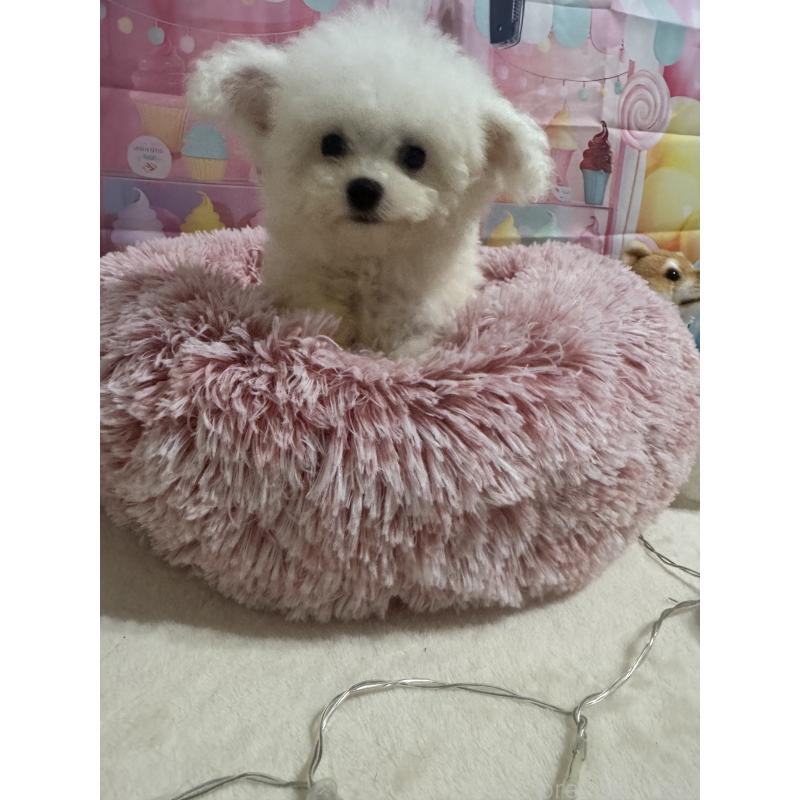 販売中の福井県のビションフリーゼ-426144