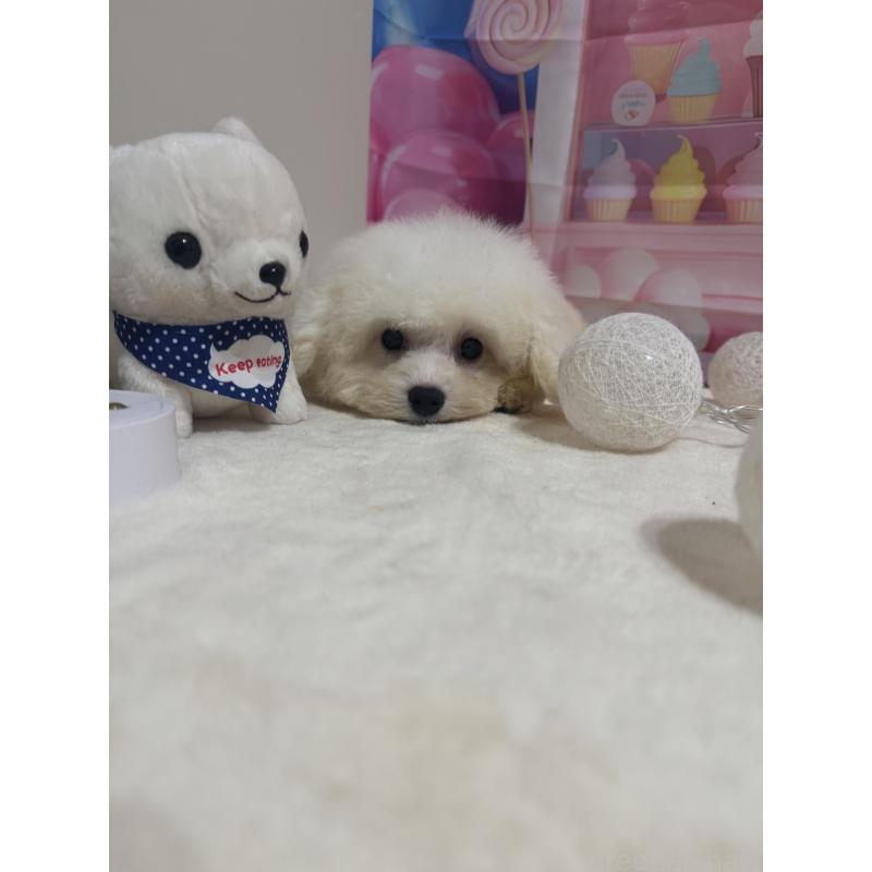 販売中の福井県のビションフリーゼ-417336の2枚目