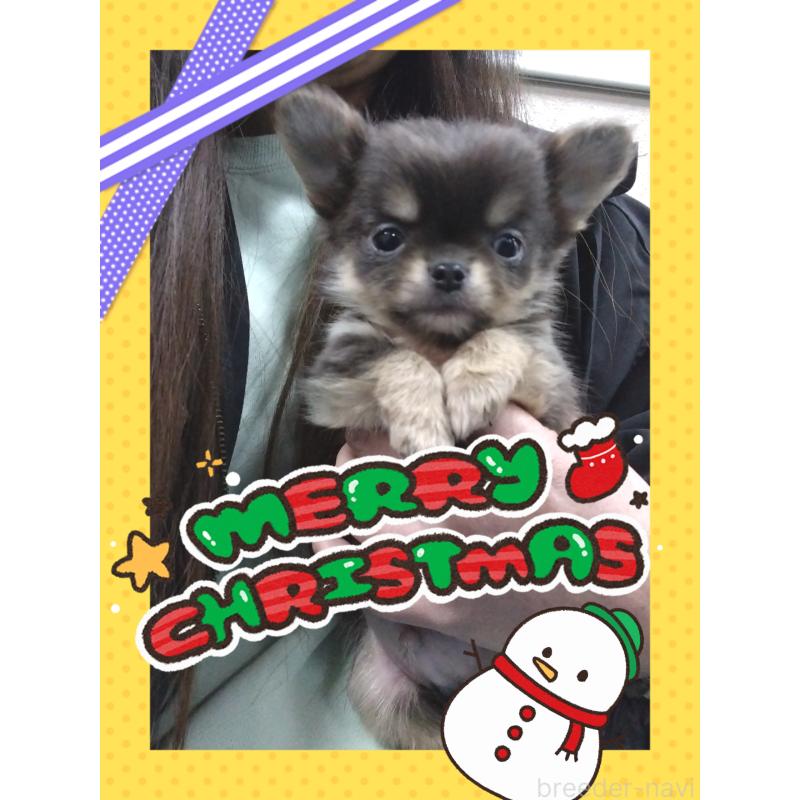 販売中の大阪府のチワワ(ロングコート)-400375