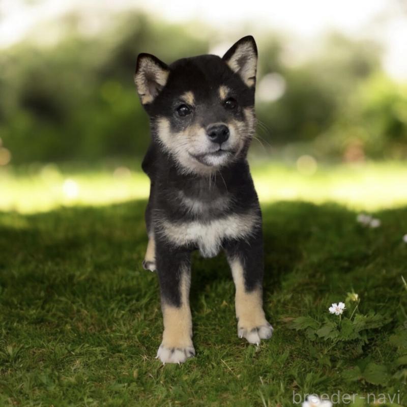 販売中の福岡県の柴犬-425887