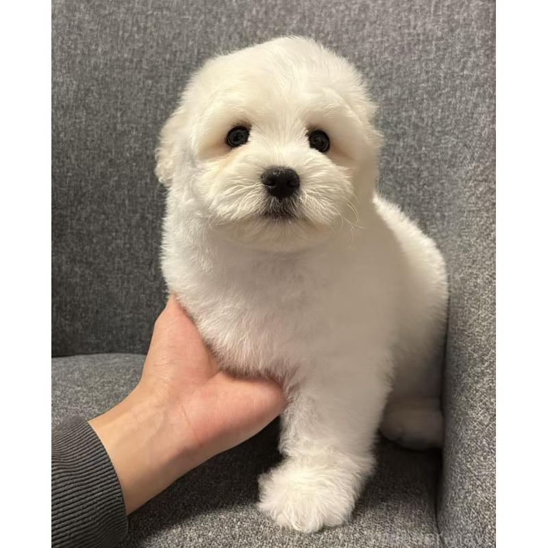 販売中ののその他の犬種-432620