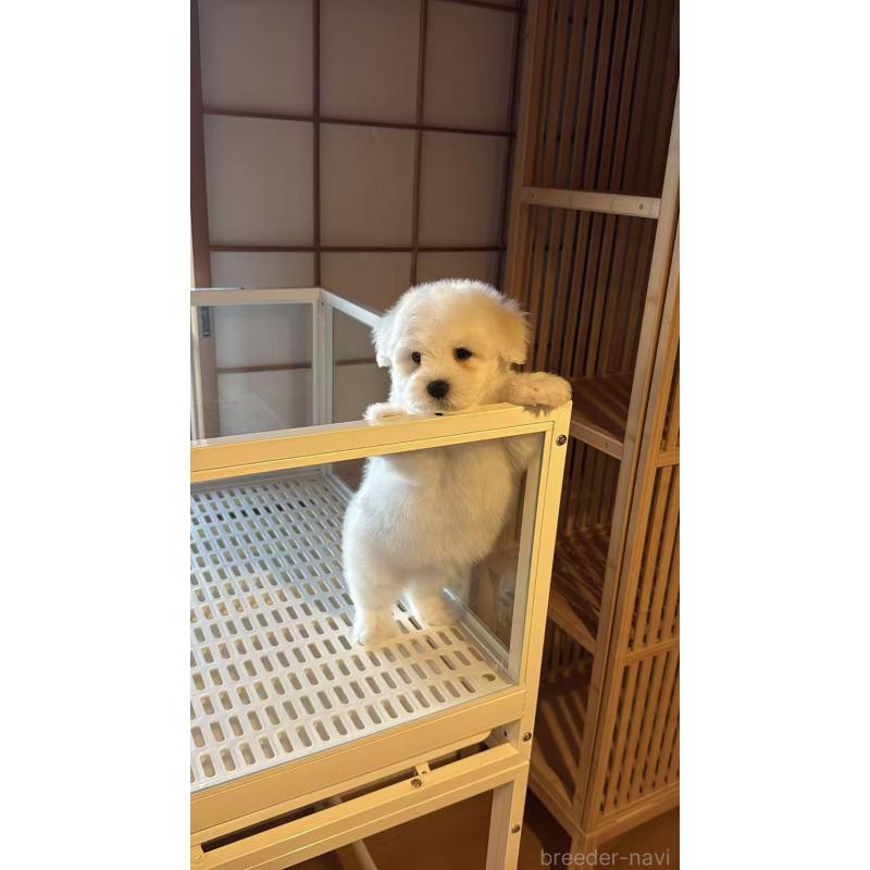 販売中の埼玉県のその他の犬種-432620の5枚目