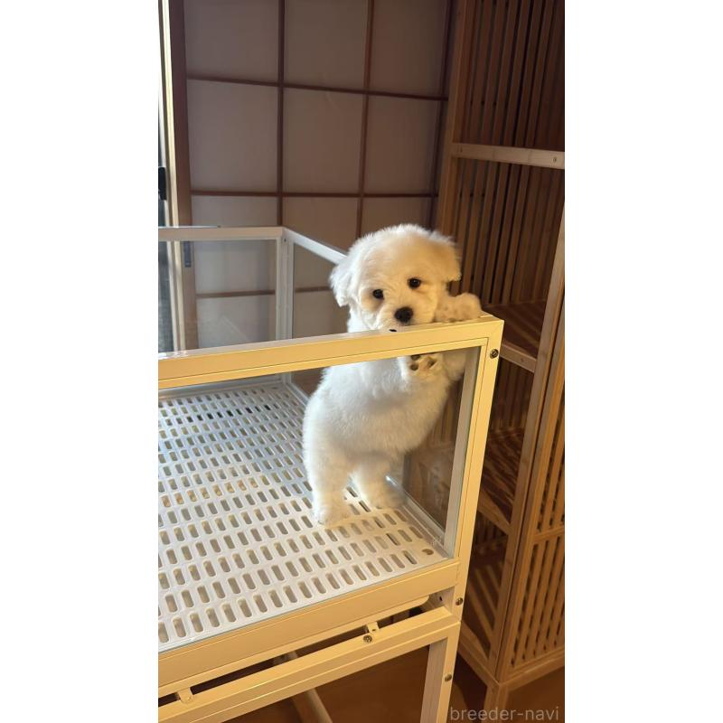 販売中の埼玉県のその他の犬種-432620の4枚目