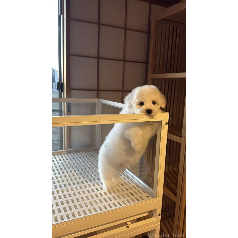 販売中の埼玉県のその他の犬種-432620の3枚目