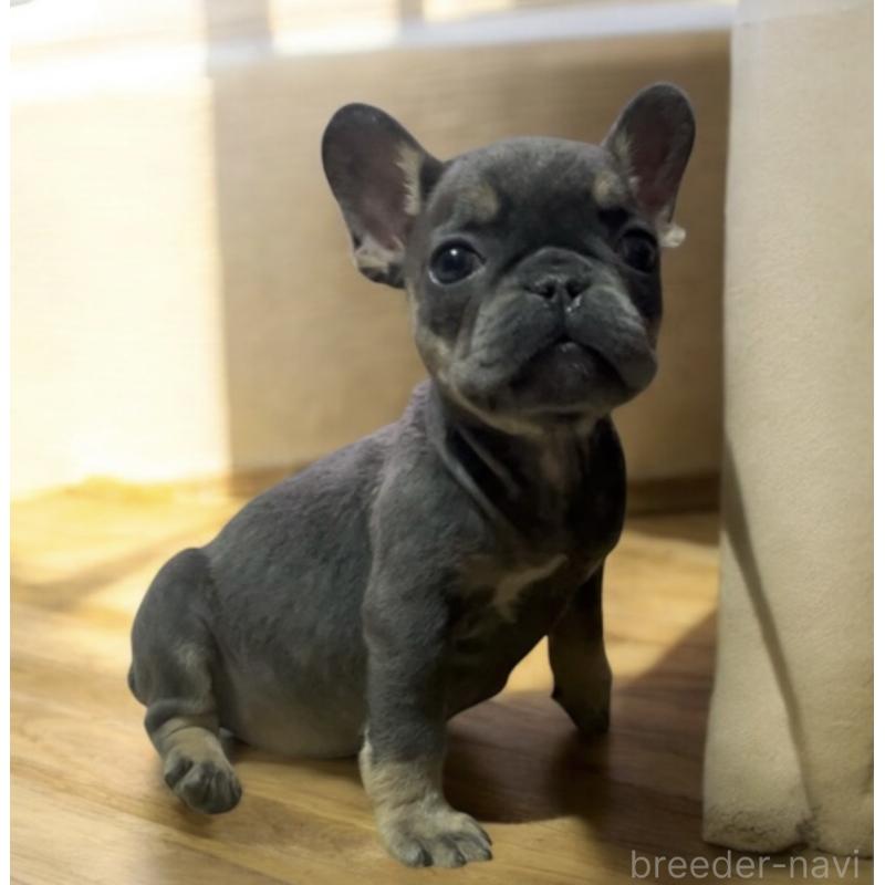 販売中の福岡県のフレンチブルドッグ-431113