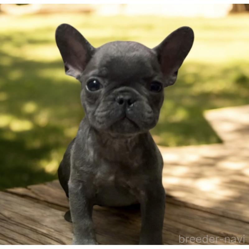 販売中の福岡県のフレンチブルドッグ-431111