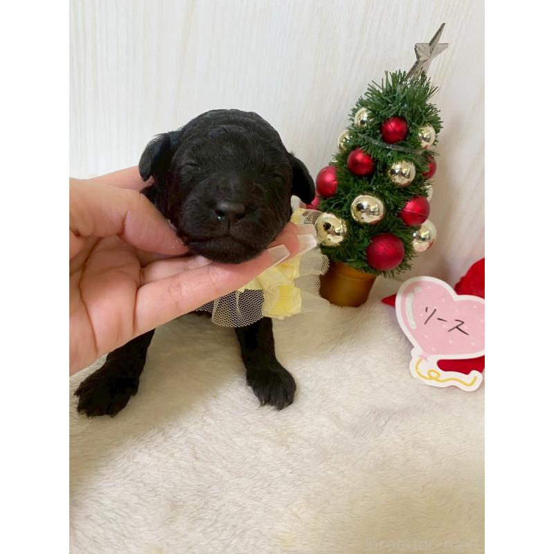 販売中の兵庫県のタイニープードル-432622の1枚目