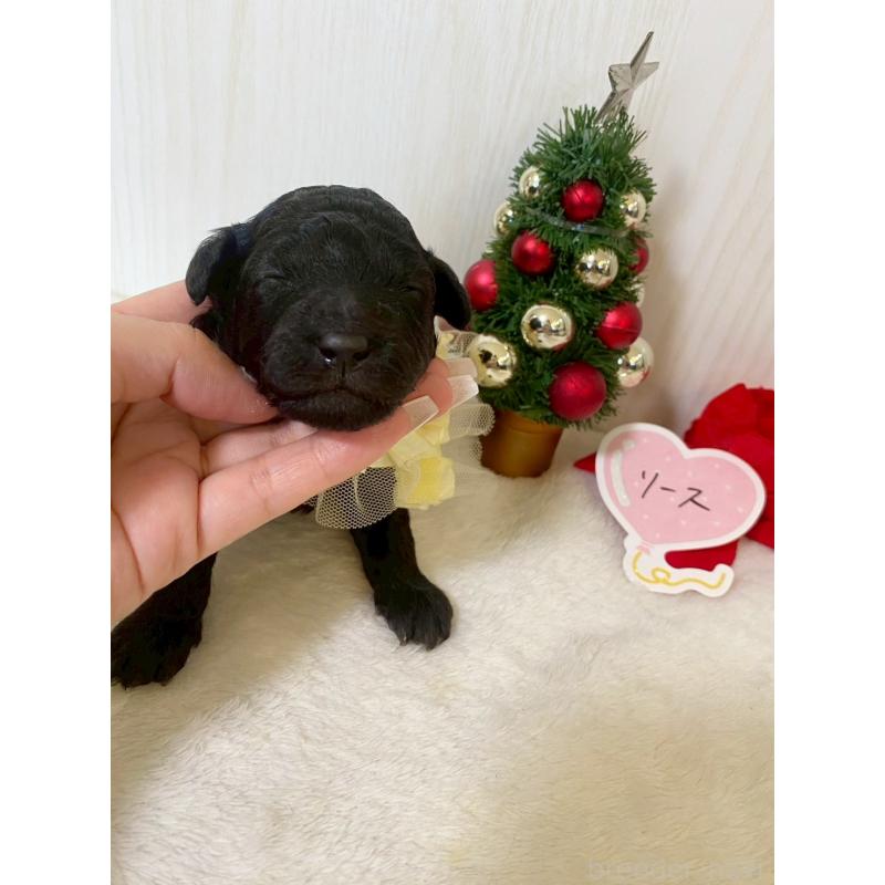 販売中の兵庫県のタイニープードル-432622の5枚目