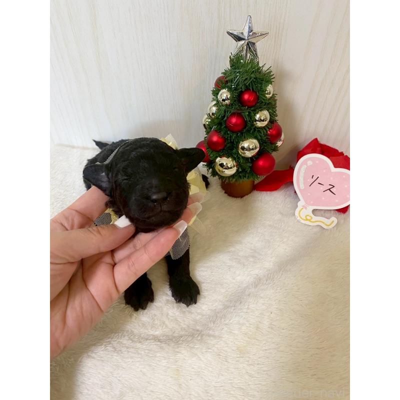 販売中の兵庫県のタイニープードル-432622の3枚目