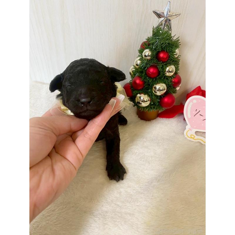 販売中の兵庫県のタイニープードル-432622の2枚目