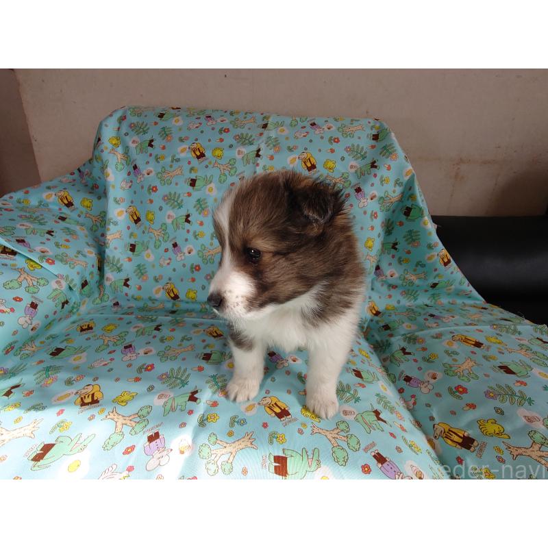 販売中の静岡県のシェットランドシープドッグ(シェルティ)-432621の3枚目