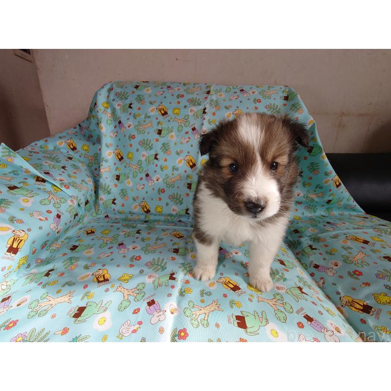 販売中の静岡県のシェットランドシープドッグ(シェルティ)-432621の2枚目