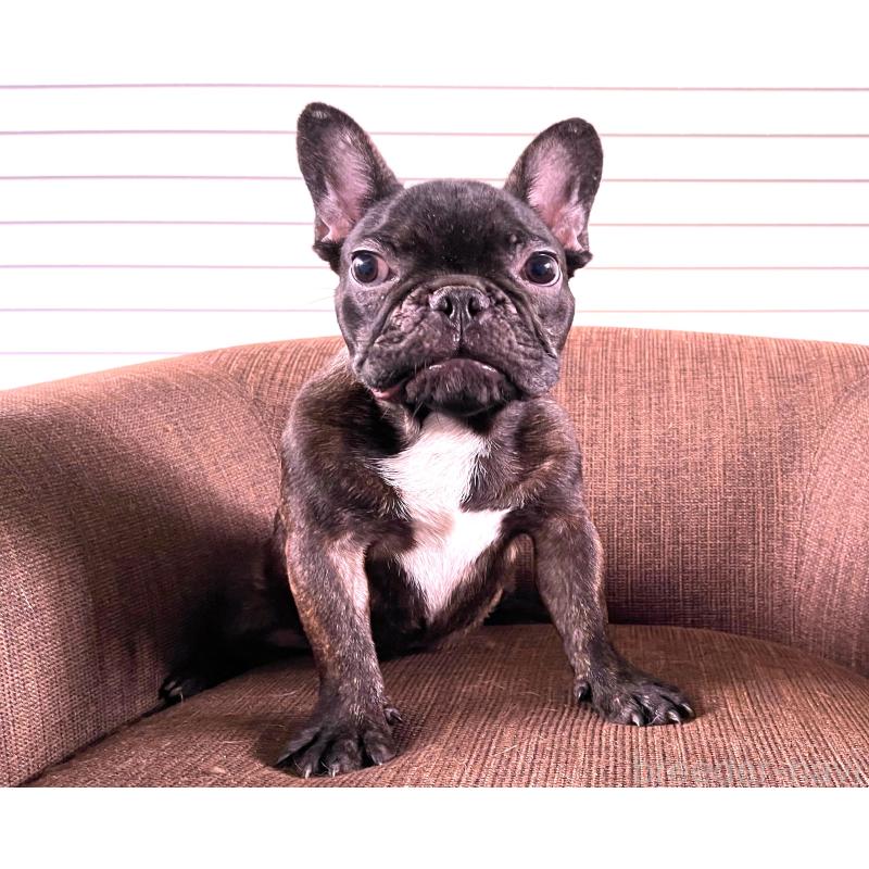 販売中の大阪府のフレンチブルドッグ-380524