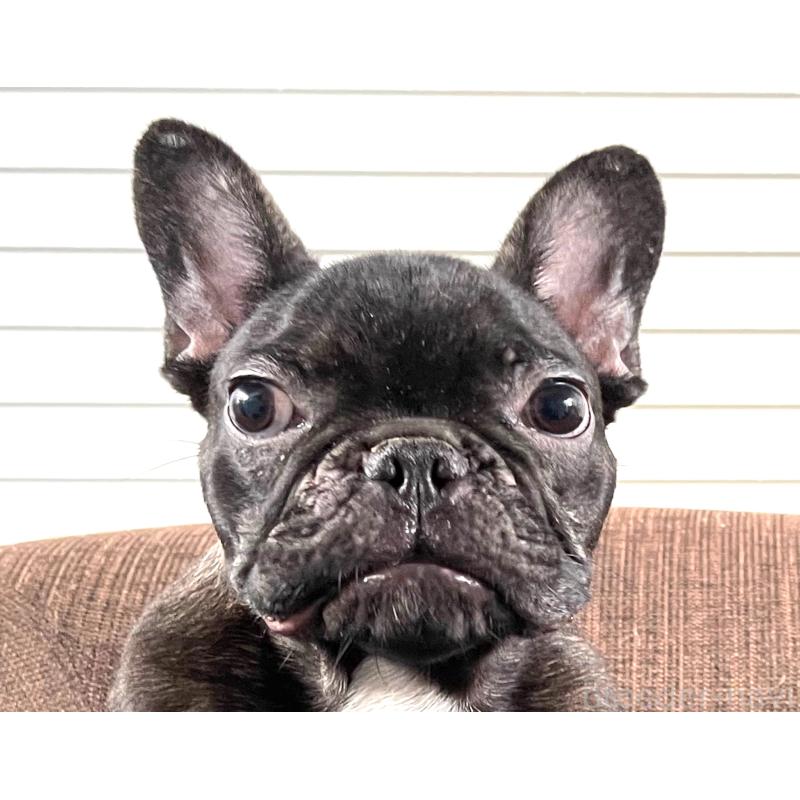 販売中の大阪府のフレンチブルドッグ-380524の5枚目