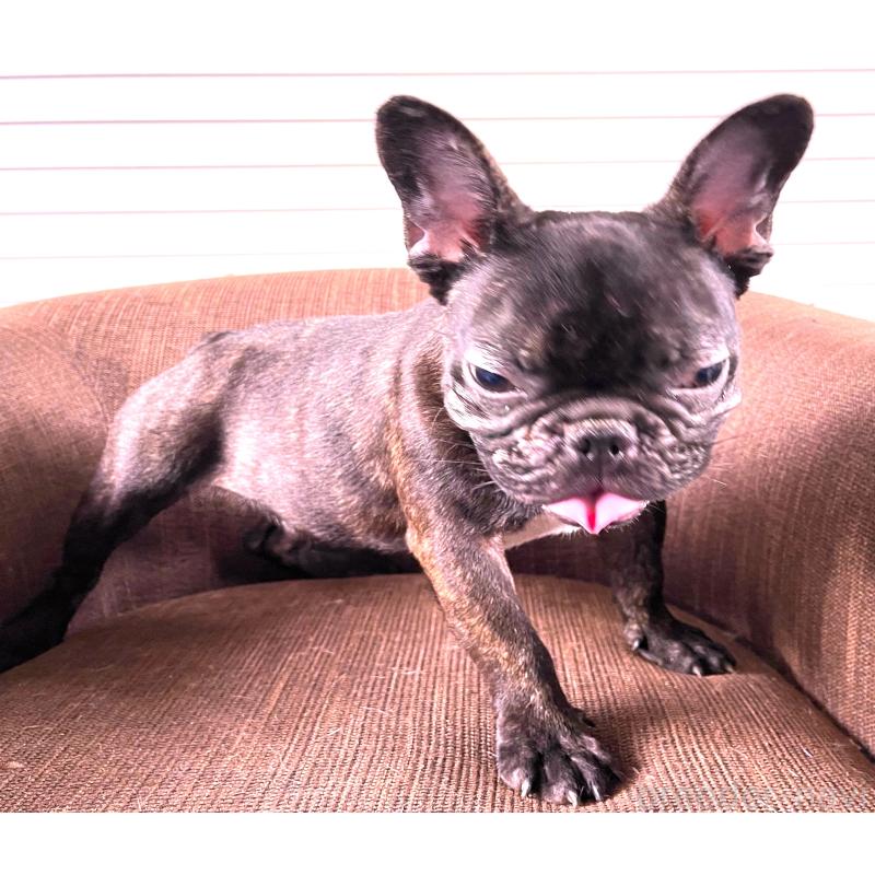 販売中の大阪府のフレンチブルドッグ-380524の4枚目