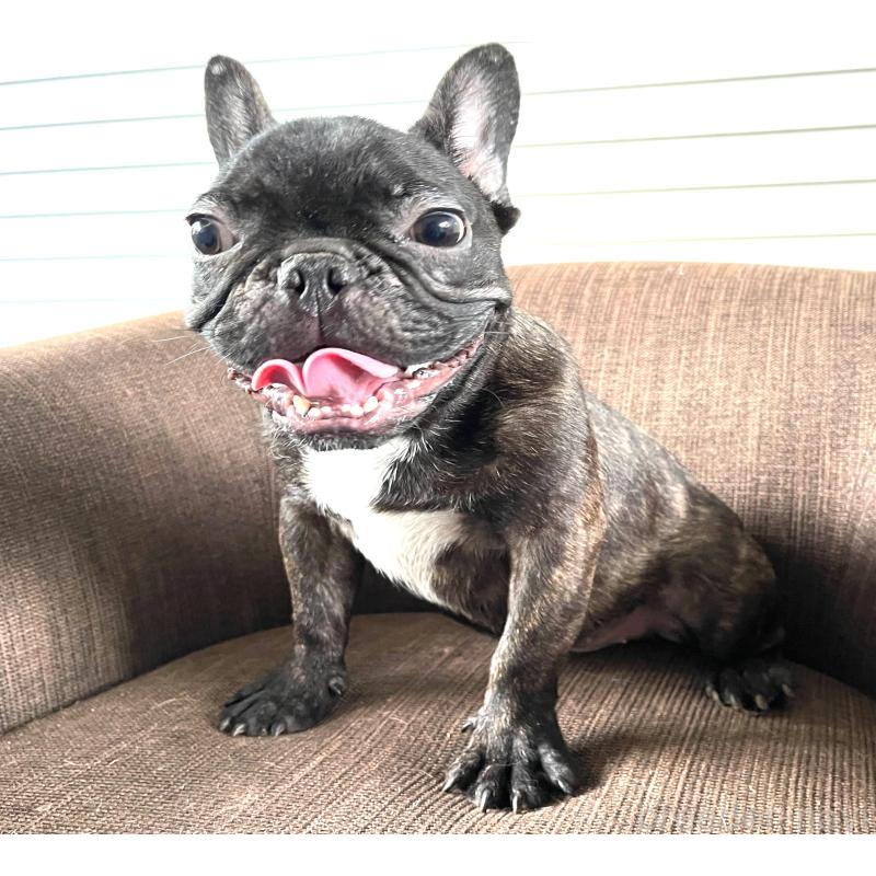 販売中の大阪府のフレンチブルドッグ-380524の3枚目