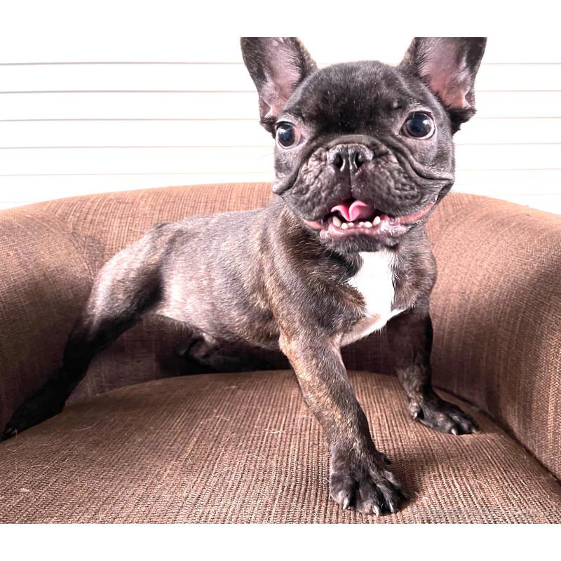 販売中の大阪府のフレンチブルドッグ-380524の2枚目