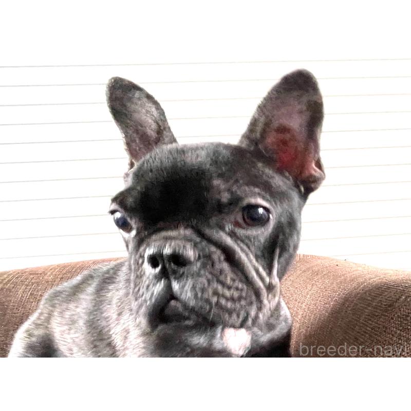 販売中の大阪府のフレンチブルドッグ-380525の5枚目