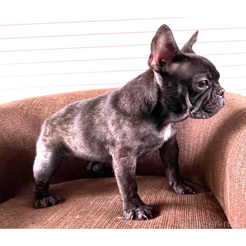 販売中の大阪府のフレンチブルドッグ-380525の4枚目