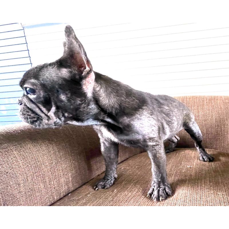 販売中の大阪府のフレンチブルドッグ-380525の3枚目