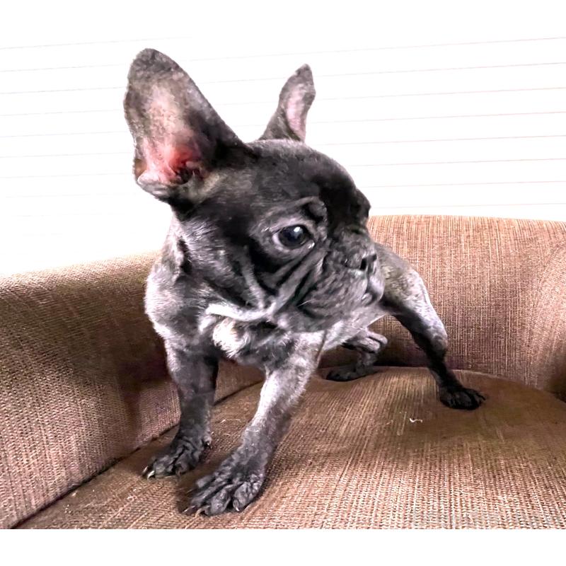 販売中の大阪府のフレンチブルドッグ-380525の2枚目