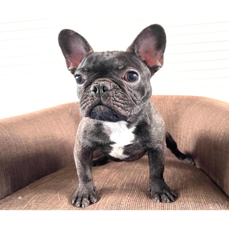 販売中の大阪府のフレンチブルドッグ-380523