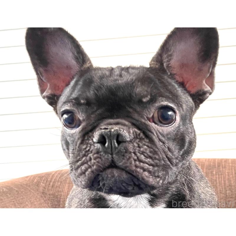 販売中の大阪府のフレンチブルドッグ-380523の5枚目