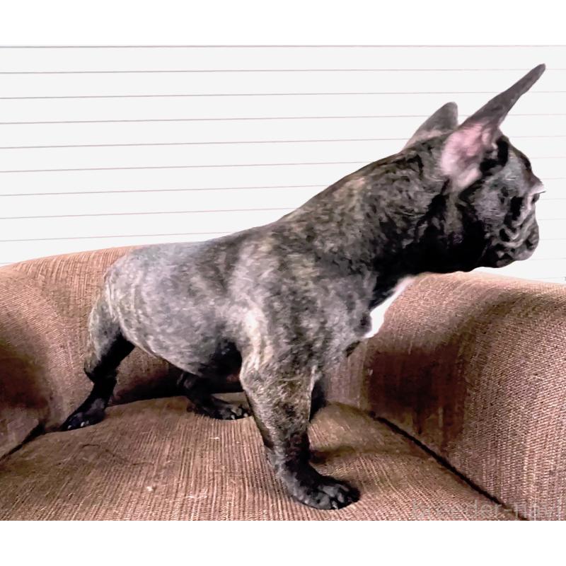 販売中の大阪府のフレンチブルドッグ-380523の4枚目