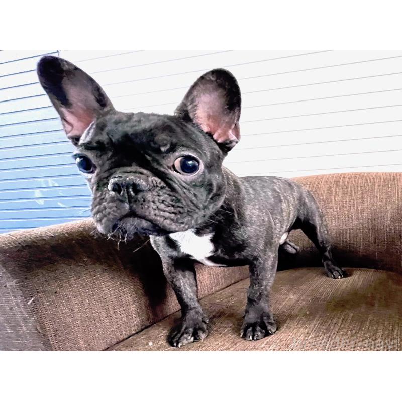販売中の大阪府のフレンチブルドッグ-380523の3枚目