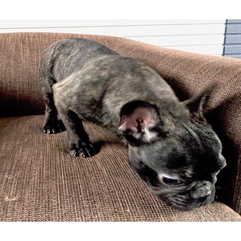 販売中の大阪府のフレンチブルドッグ-380523の2枚目